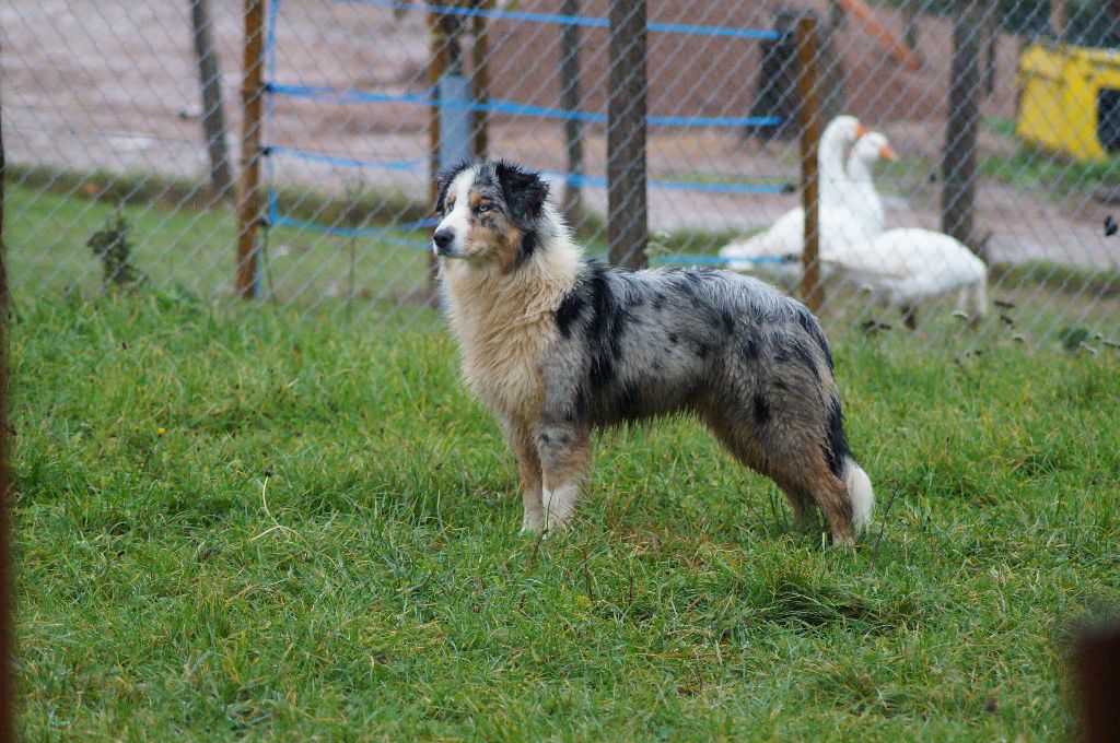 Malice honey gwereg bis Des Collines Du Lac De Paladru