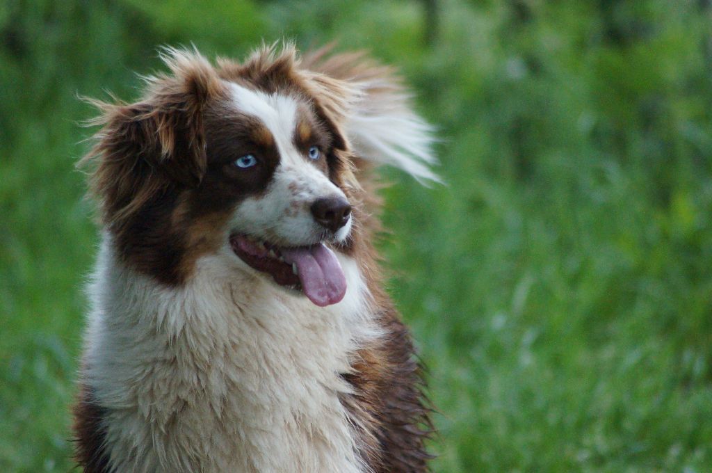 Pretty freyja Des Gardiens Du Rouvergue