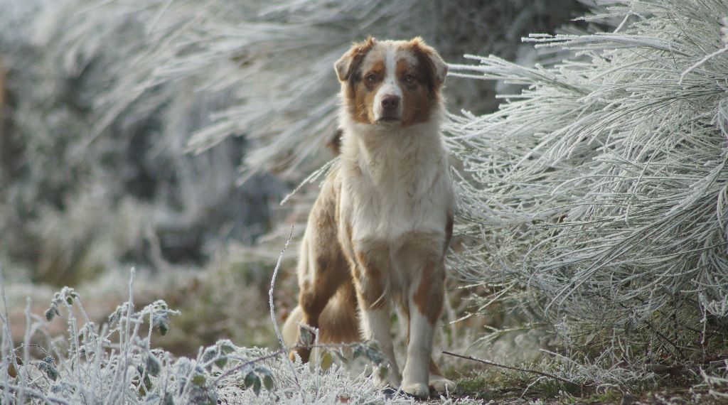 Nova of Sunny Wood Farm