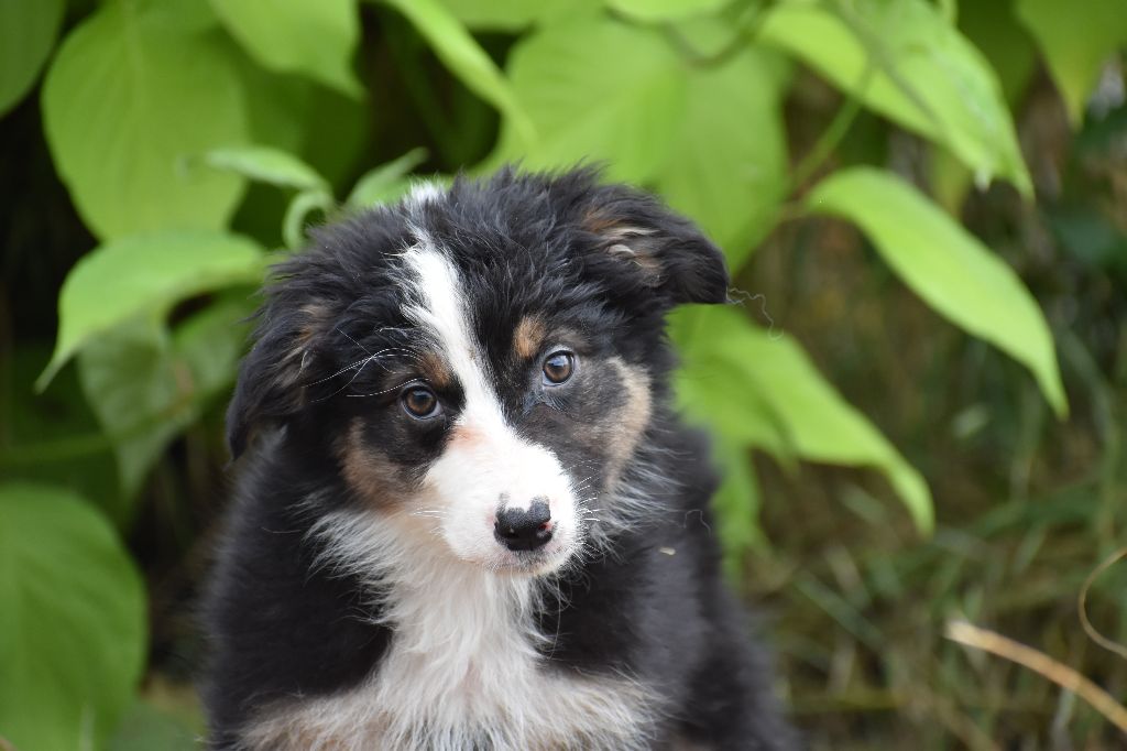 Des Légendes Vroulonnes - Chiot disponible  - Berger Australien