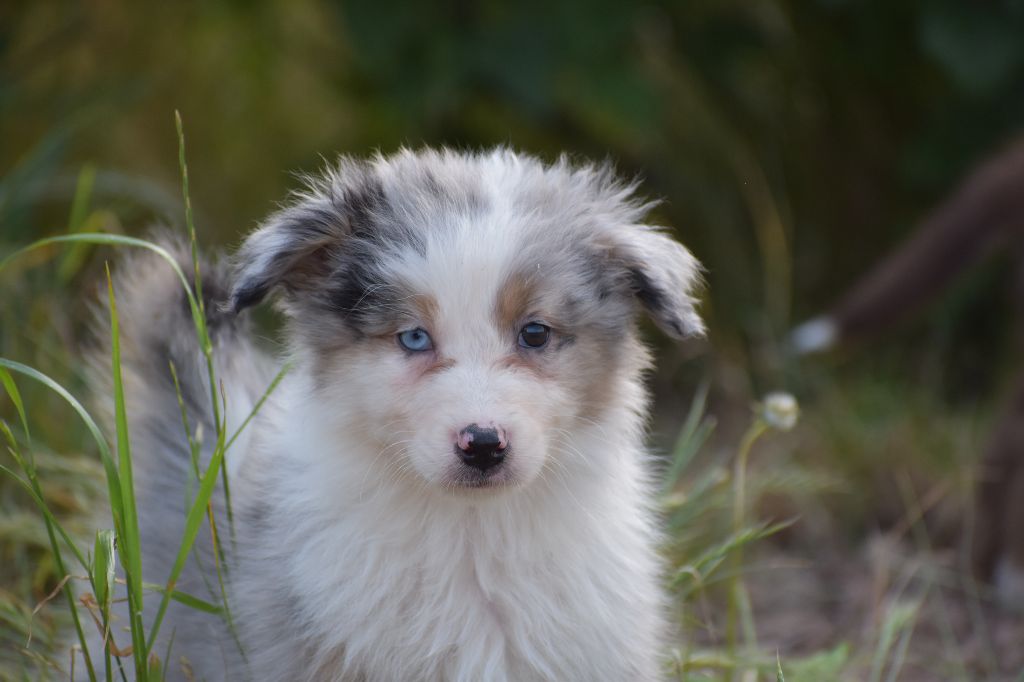 Des Légendes Vroulonnes - Chiot disponible  - Berger Australien