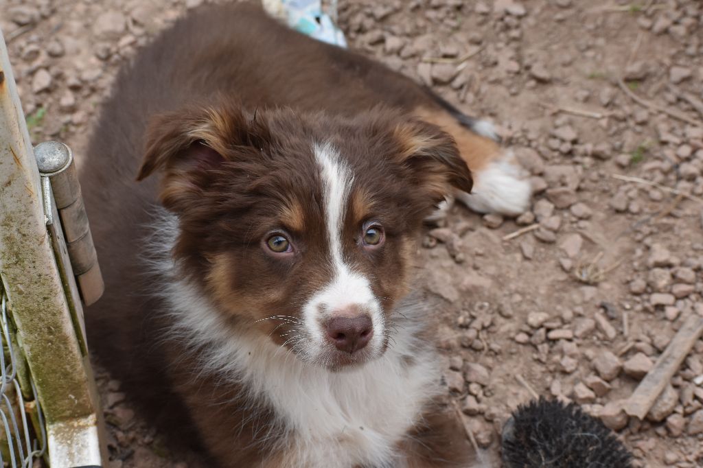 Des Légendes Vroulonnes - Chiot disponible  - Berger Australien