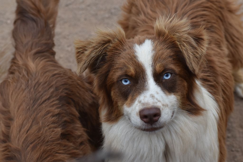 Des Légendes Vroulonnes - Chiot disponible  - Berger Australien