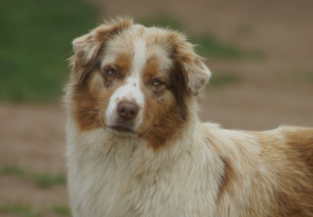 Nova of Sunny Wood Farm