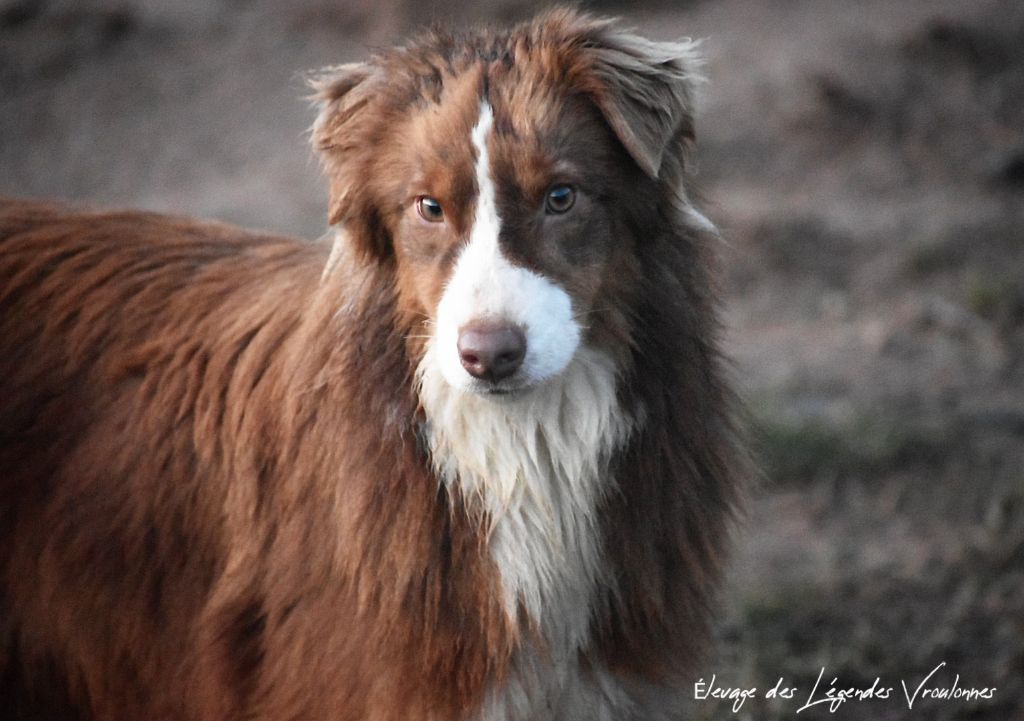 Des Légendes Vroulonnes - Chiots disponibles - Berger Australien