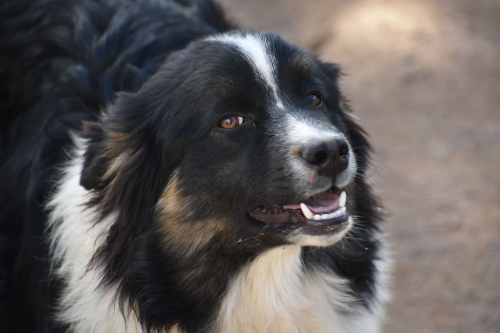 Des Légendes Vroulonnes - Chiots disponibles - Berger Australien