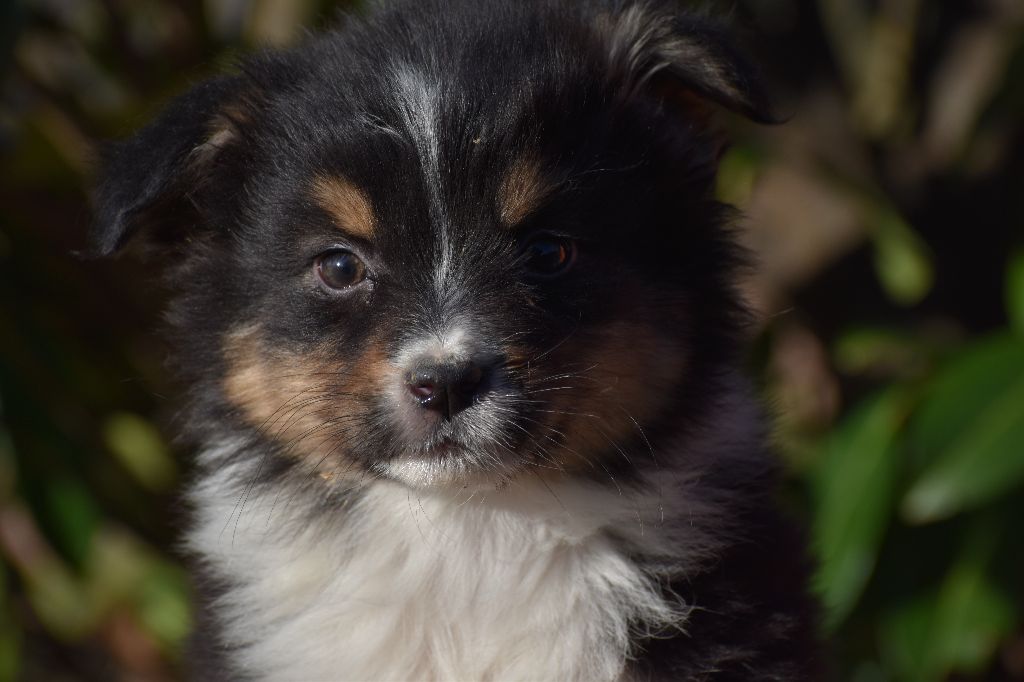 Des Légendes Vroulonnes - Chiots disponibles - Berger Australien