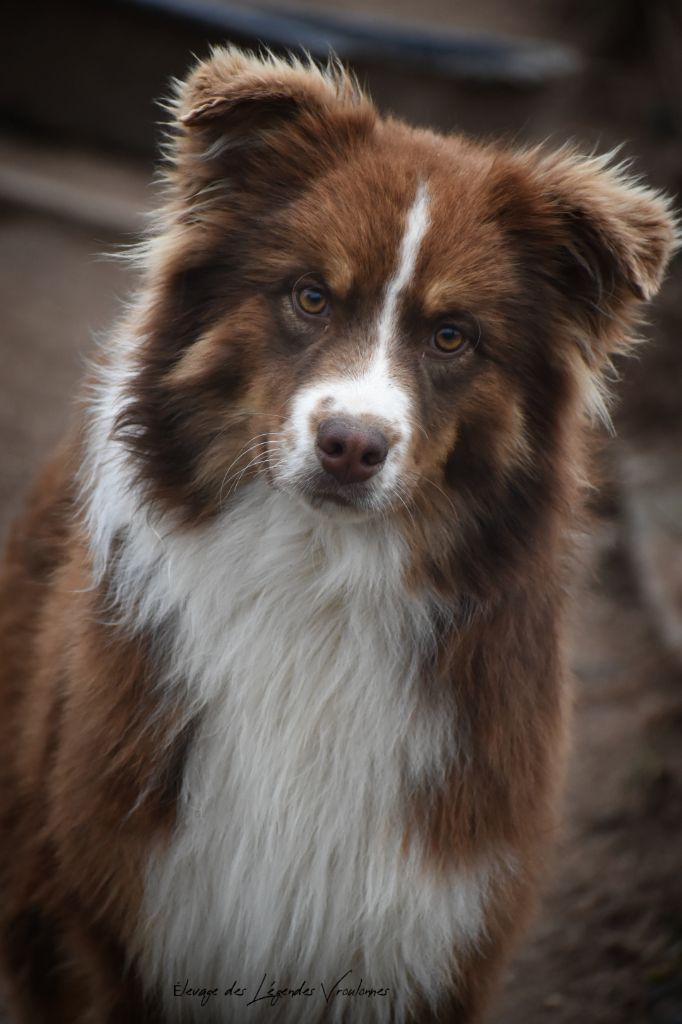 Des Légendes Vroulonnes - Chiots disponibles - Berger Australien