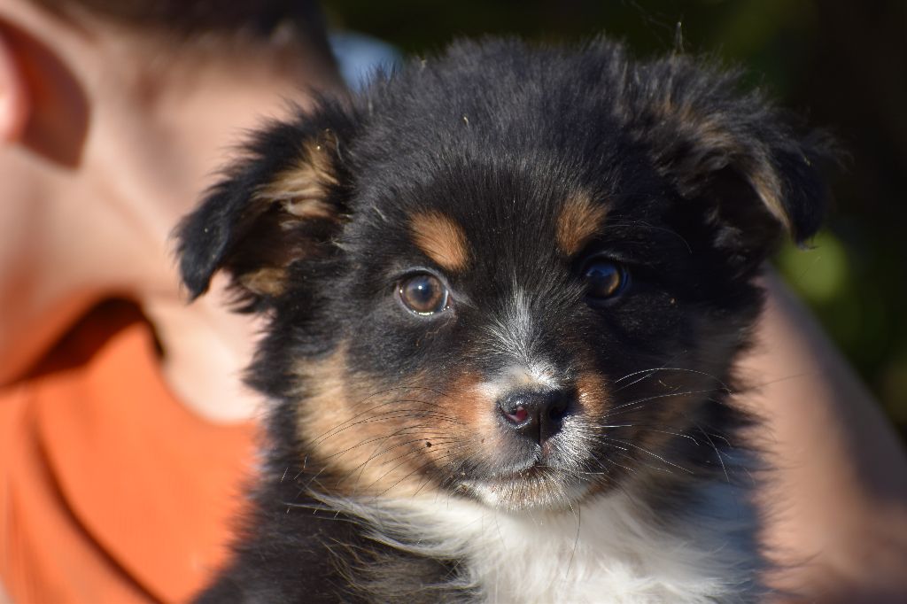 Des Légendes Vroulonnes - Chiots disponibles - Berger Australien