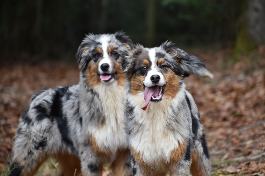 Chiot Berger Australien Des Légendes Vroulonnes