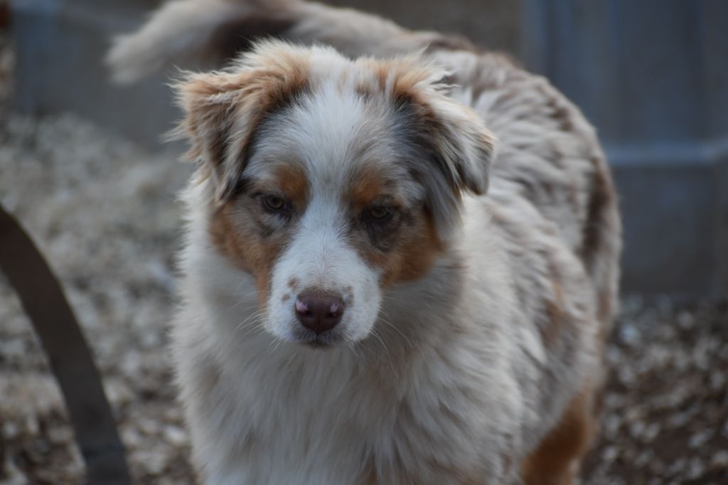Des Légendes Vroulonnes - Berger Australien - Portée née le 09/06/2023