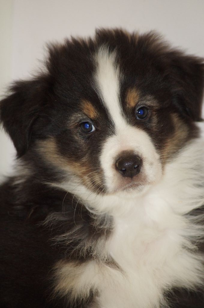 Des Légendes Vroulonnes - Berger Australien - Portée née le 31/10/2019