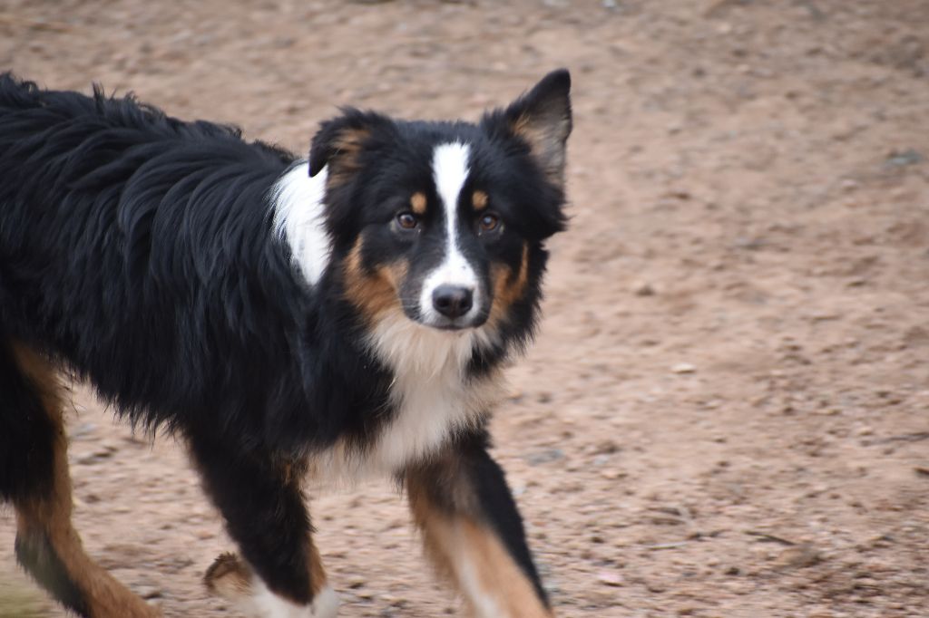 Des Légendes Vroulonnes - Chiots disponibles - Berger Australien